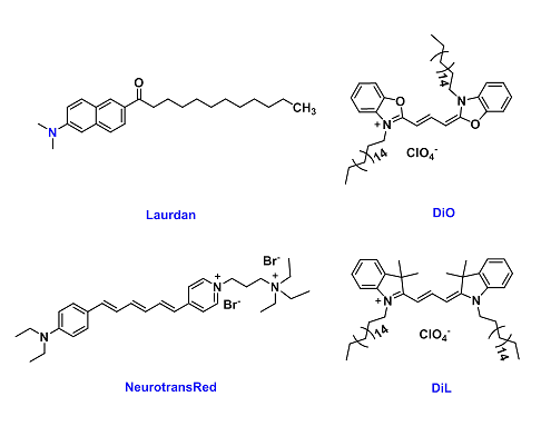 Functional dyes  （膜电位监测、细胞示踪等功能染料）